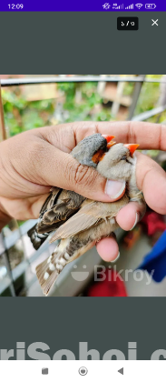 জেব্রা ফিঞ্চ